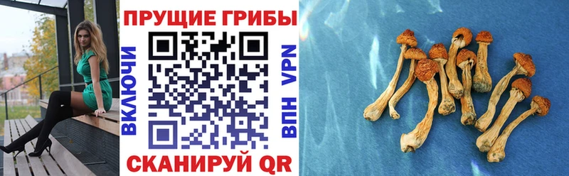 Галлюциногенные грибы Magic Shrooms  Купить где  Ивантеевка 